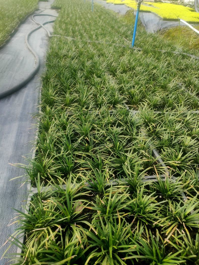 玉龙草方盘长期有货供应各种规格园区直发，可视频看货