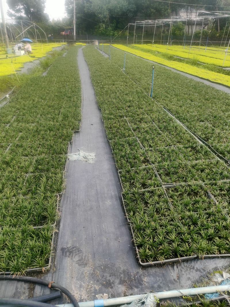 玉龙草方盘长期有货供应各种规格园区直发，可视频看货