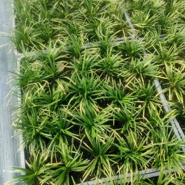 玉龙草方盘长期有货供应各种规格园区直发，可视频看货