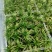 玉龙草方盘长期有货供应各种规格园区直发，可视频看货