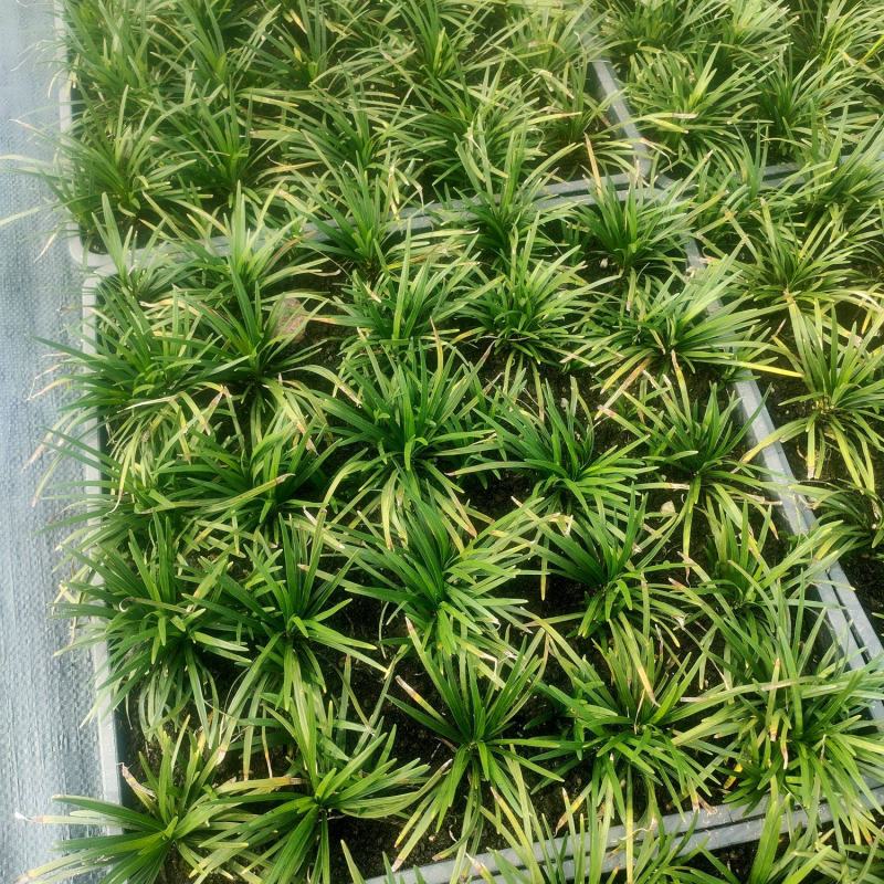 玉龙草方盘长期有货供应各种规格园区直发，可视频看货