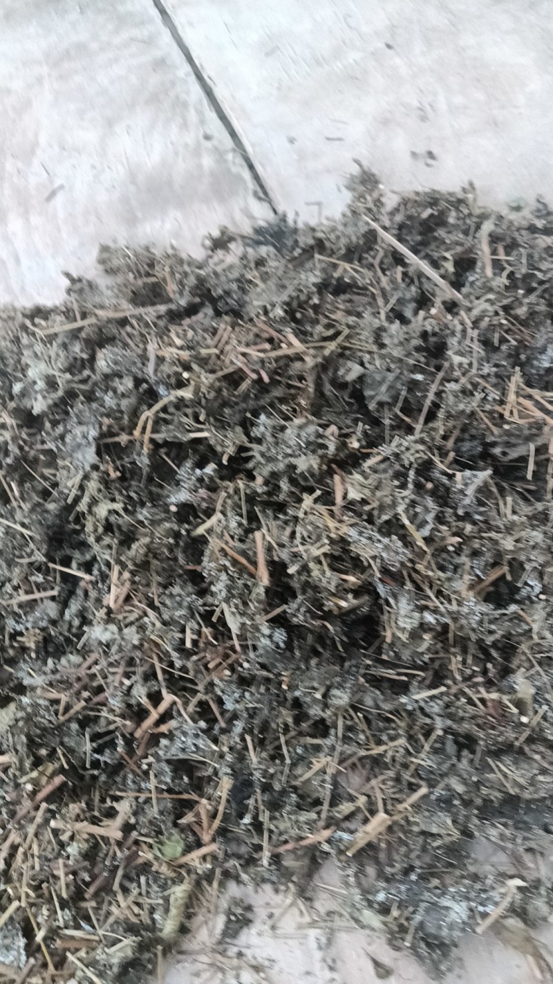 藤茶，贵州黔东南藤茶