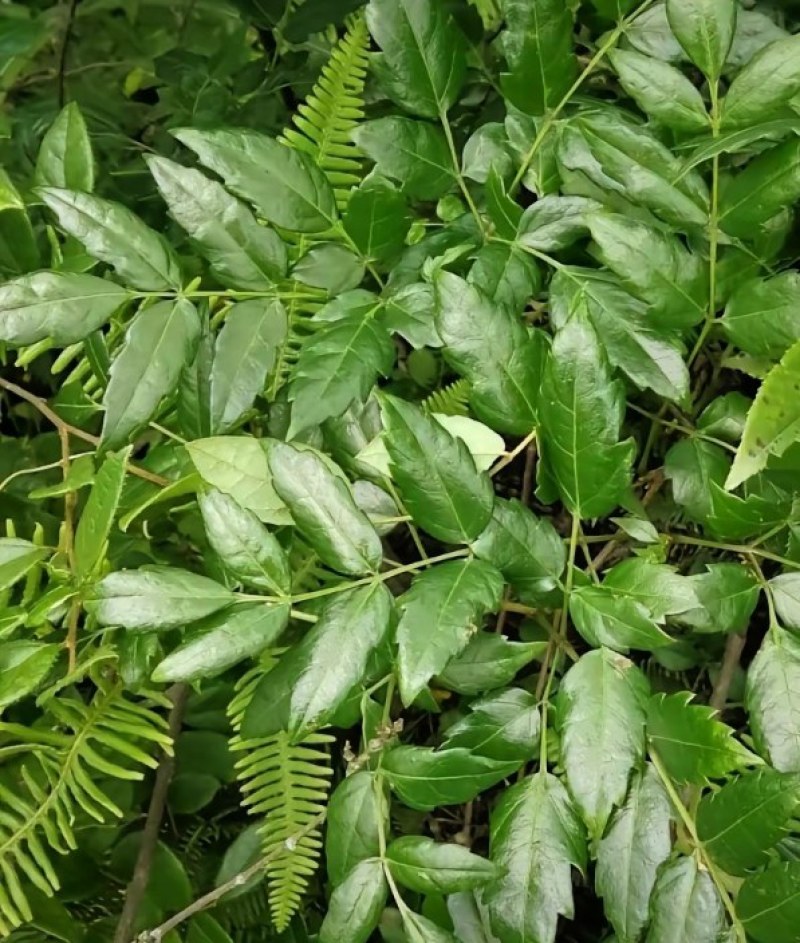 藤茶，贵州黔东南藤茶