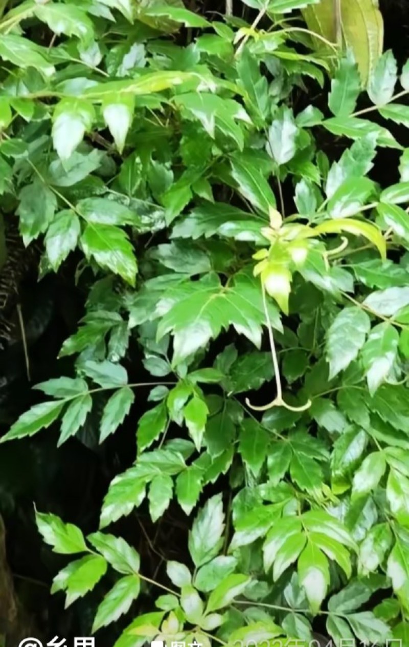 藤茶，贵州黔东南藤茶
