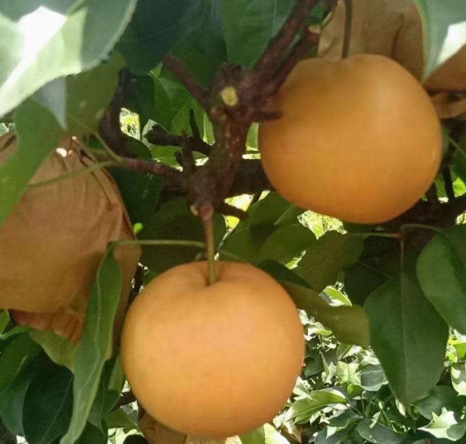 鸭梨成熟果实特写