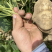 凉薯沙葛豆薯万亩种植基地大量供应一手货源欢迎咨询采购