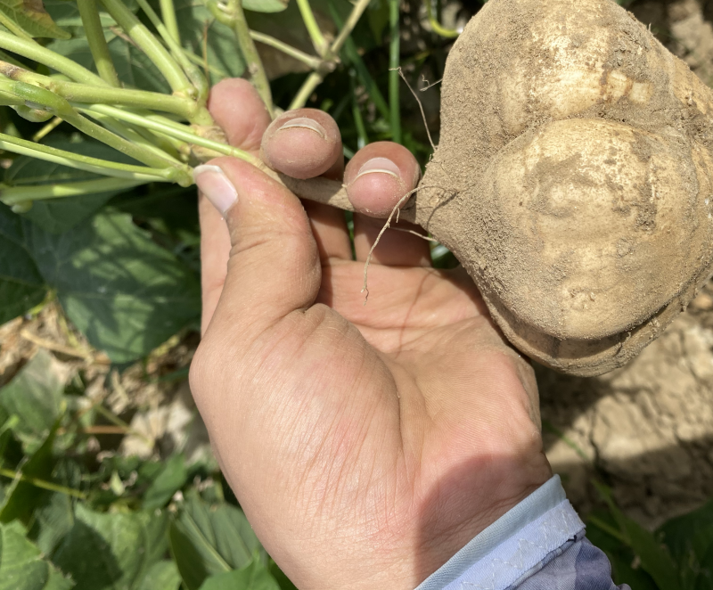 凉薯沙葛豆薯万亩种植基地大量供应一手货源欢迎咨询采购