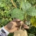 凉薯沙葛豆薯万亩种植基地大量供应一手货源欢迎咨询采购