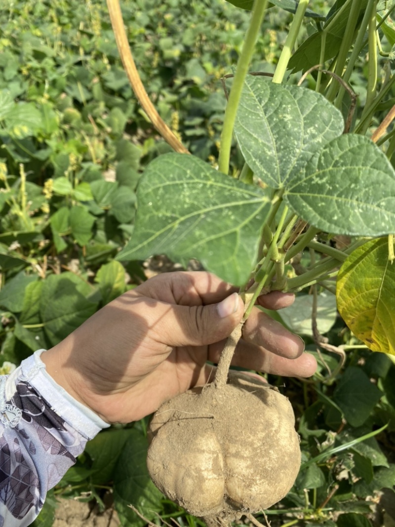 凉薯沙葛豆薯万亩种植基地大量供应一手货源欢迎咨询采购