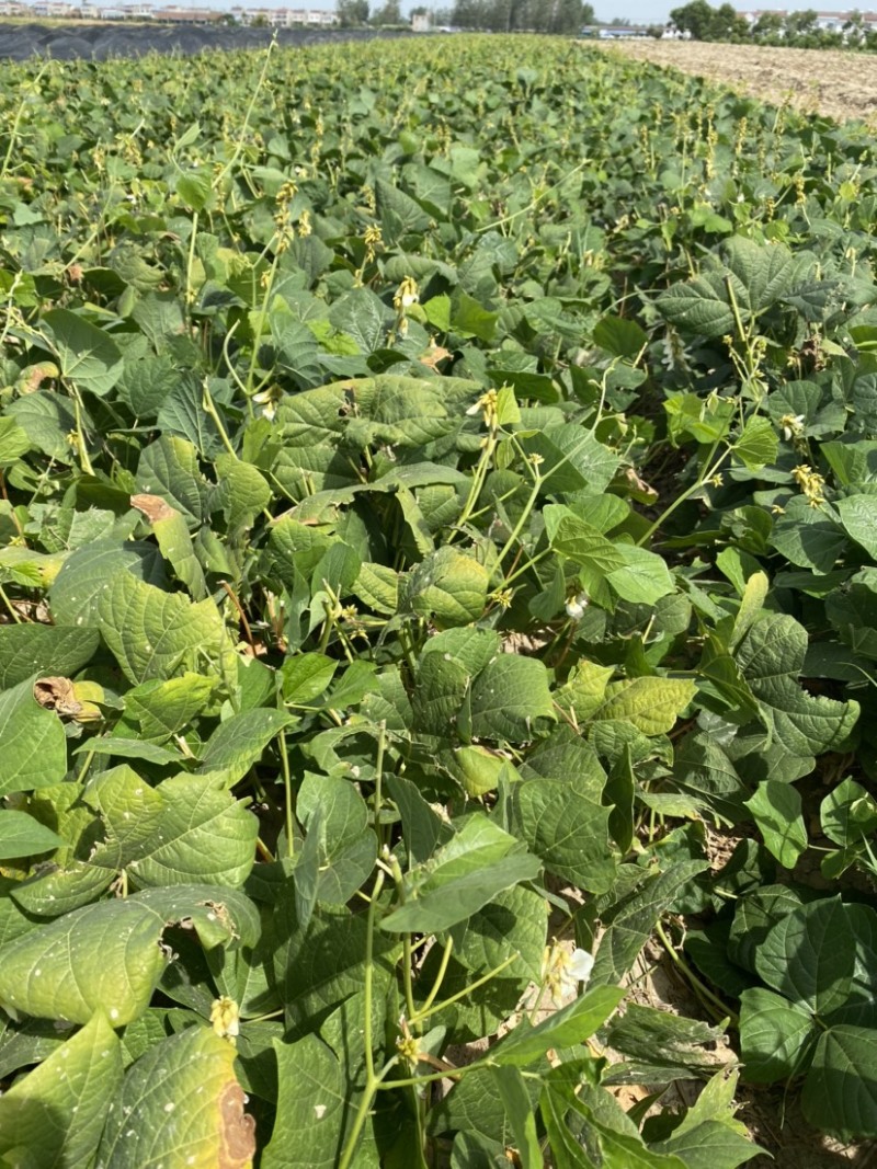 凉薯沙葛豆薯万亩种植基地大量供应一手货源欢迎咨询采购