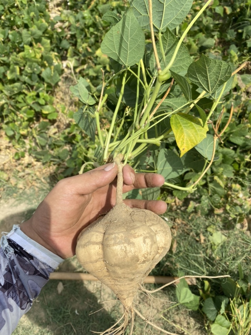 凉薯沙葛豆薯万亩种植基地大量供应一手货源欢迎咨询采购