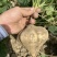 凉薯沙葛豆薯万亩种植基地大量供应一手货源欢迎咨询采购