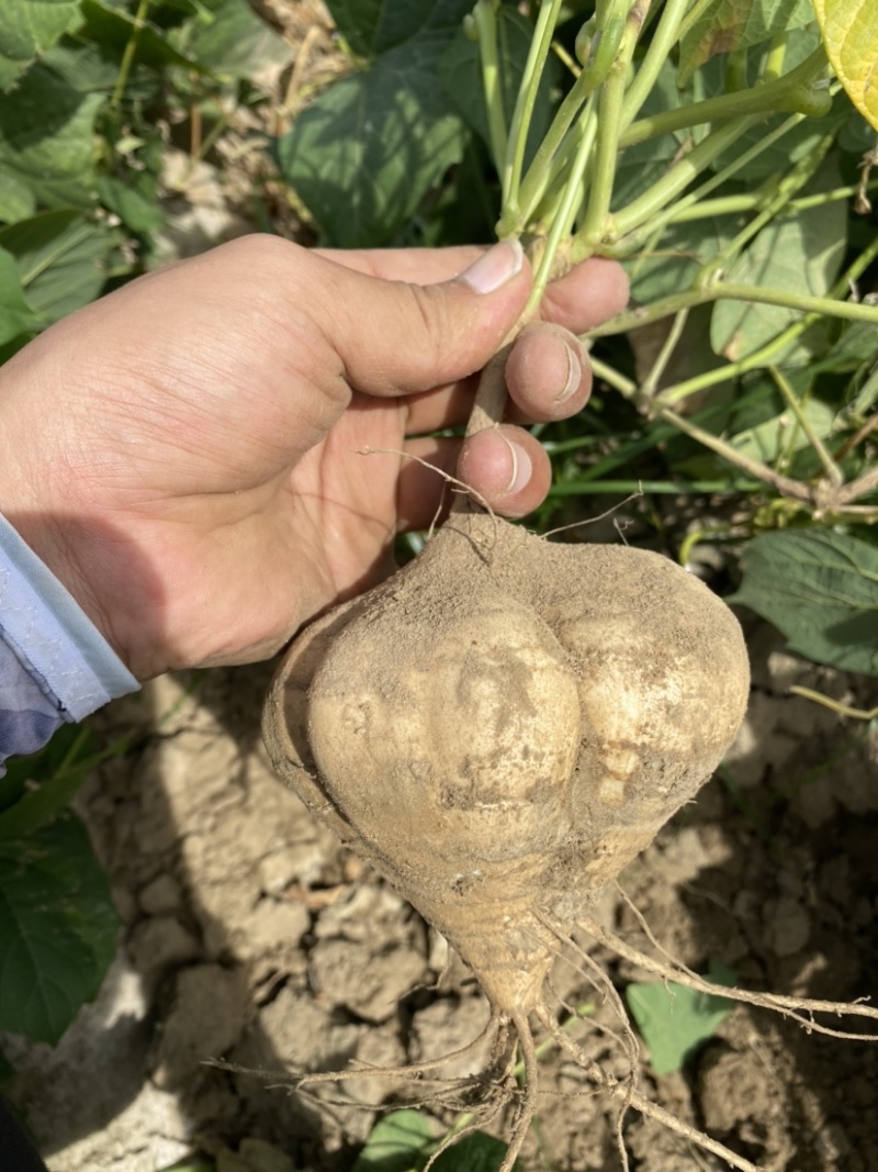 凉薯沙葛豆薯万亩种植基地大量供应一手货源欢迎咨询采购