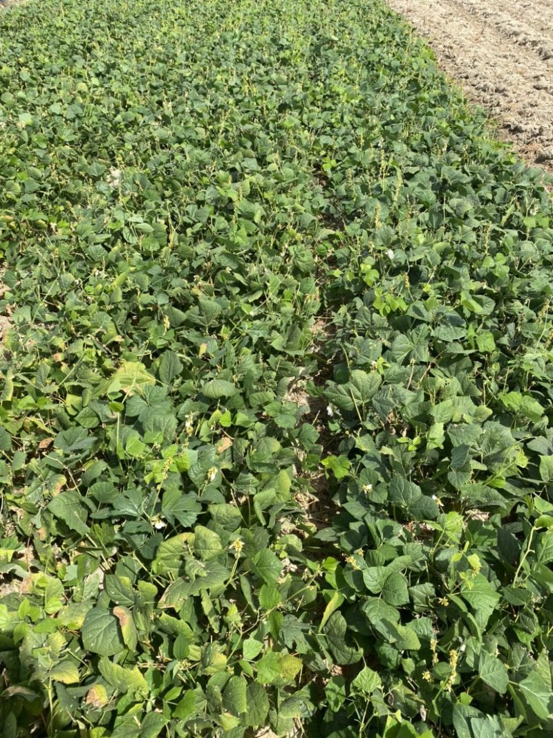 凉薯沙葛豆薯万亩种植基地大量供应一手货源欢迎咨询采购