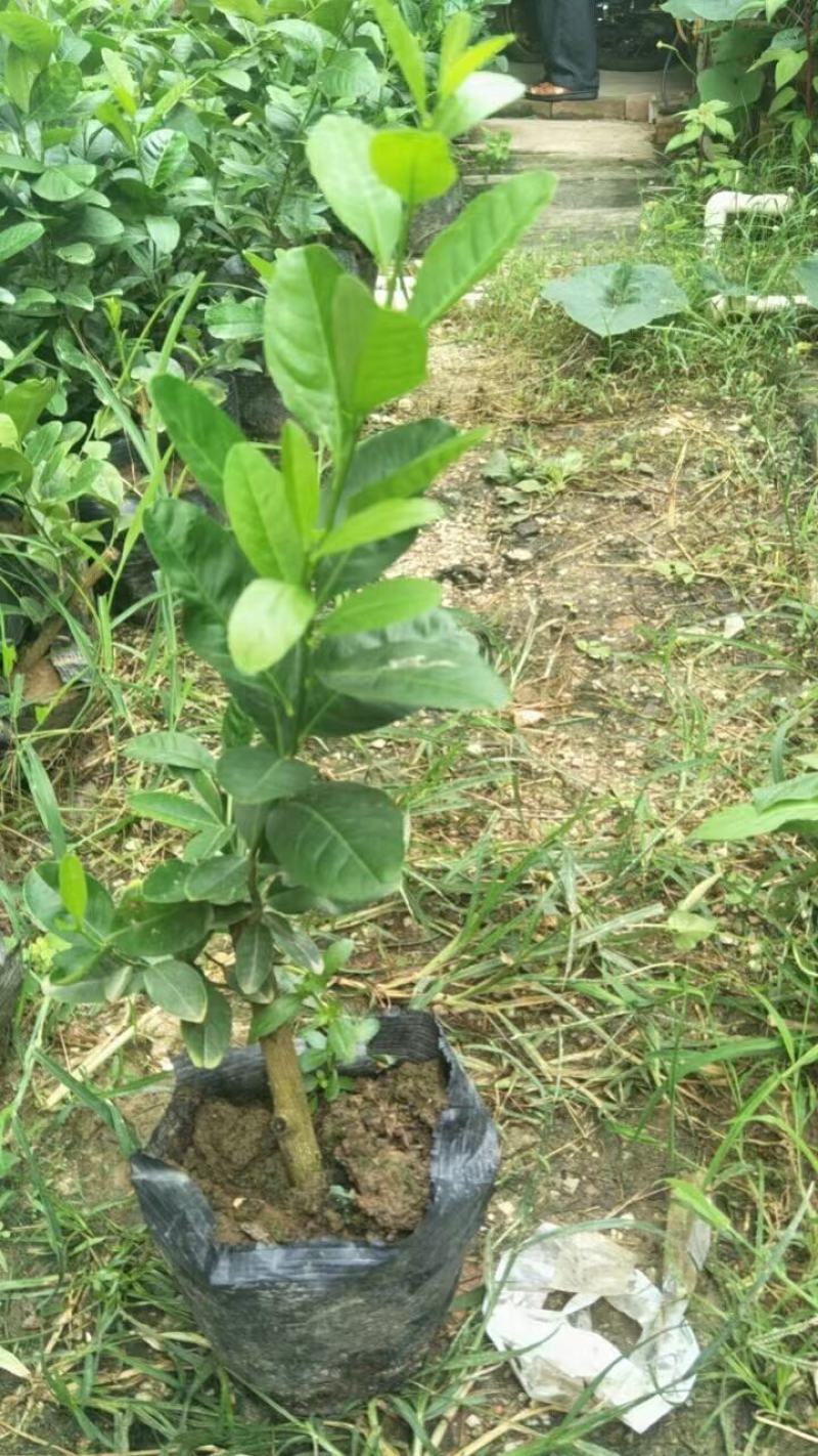 柠檬苗40cm—80cm规格齐全品质保证价格优惠欢迎来电