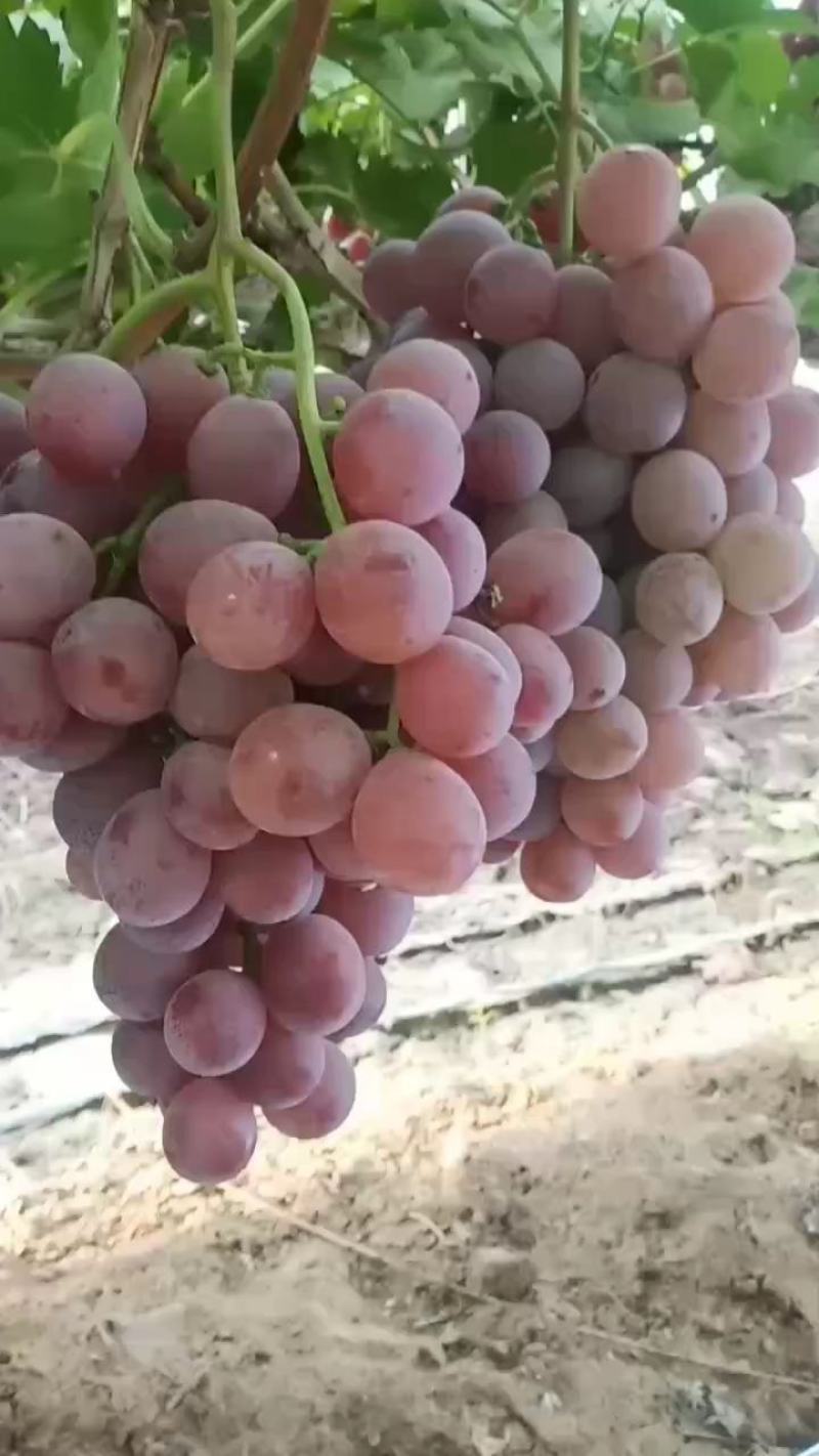 陕西渭南蒲城县红提葡萄，颗粒饱满，甜度高，新鲜采摘