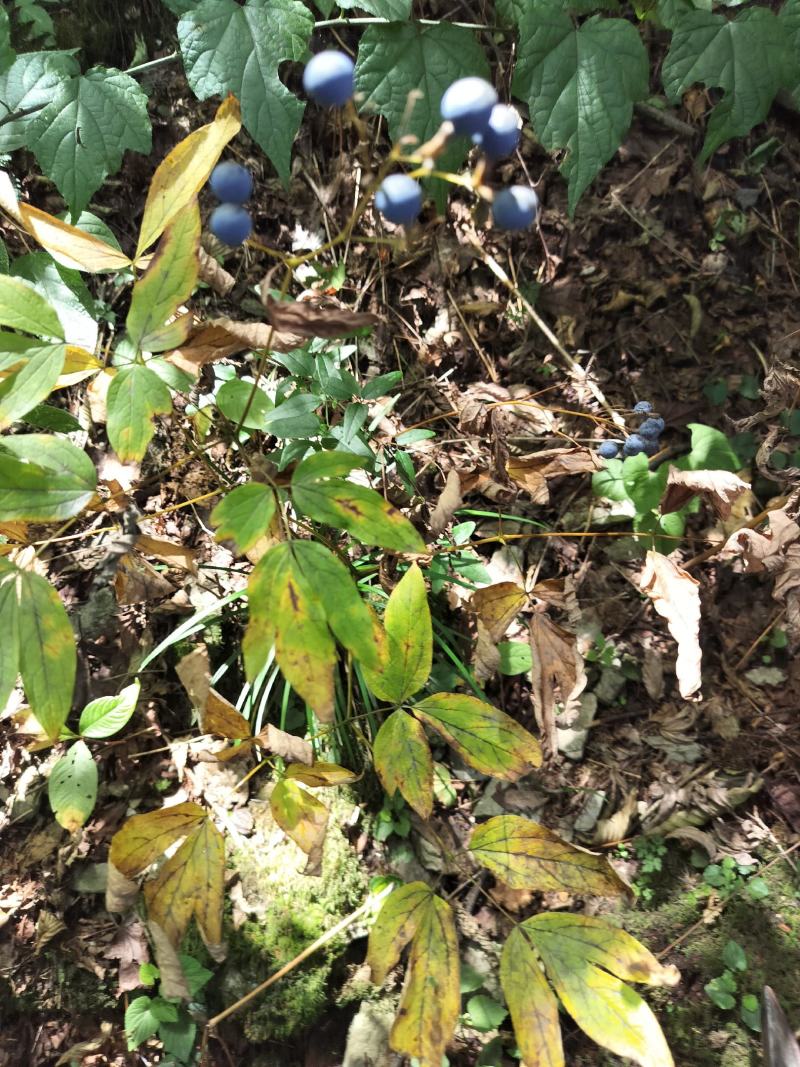 野生红毛七红毛三七鸡骨升麻大山野生鲜货干货