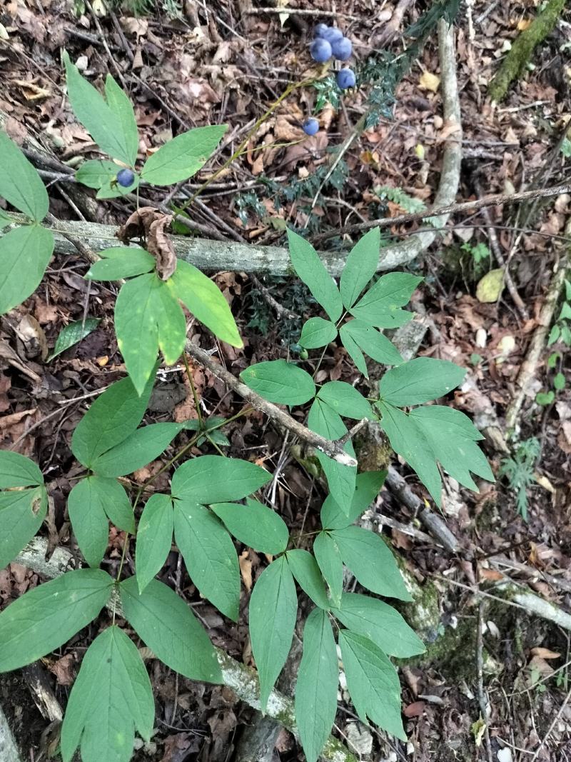 野生红毛七红毛三七鸡骨升麻大山野生鲜货干货