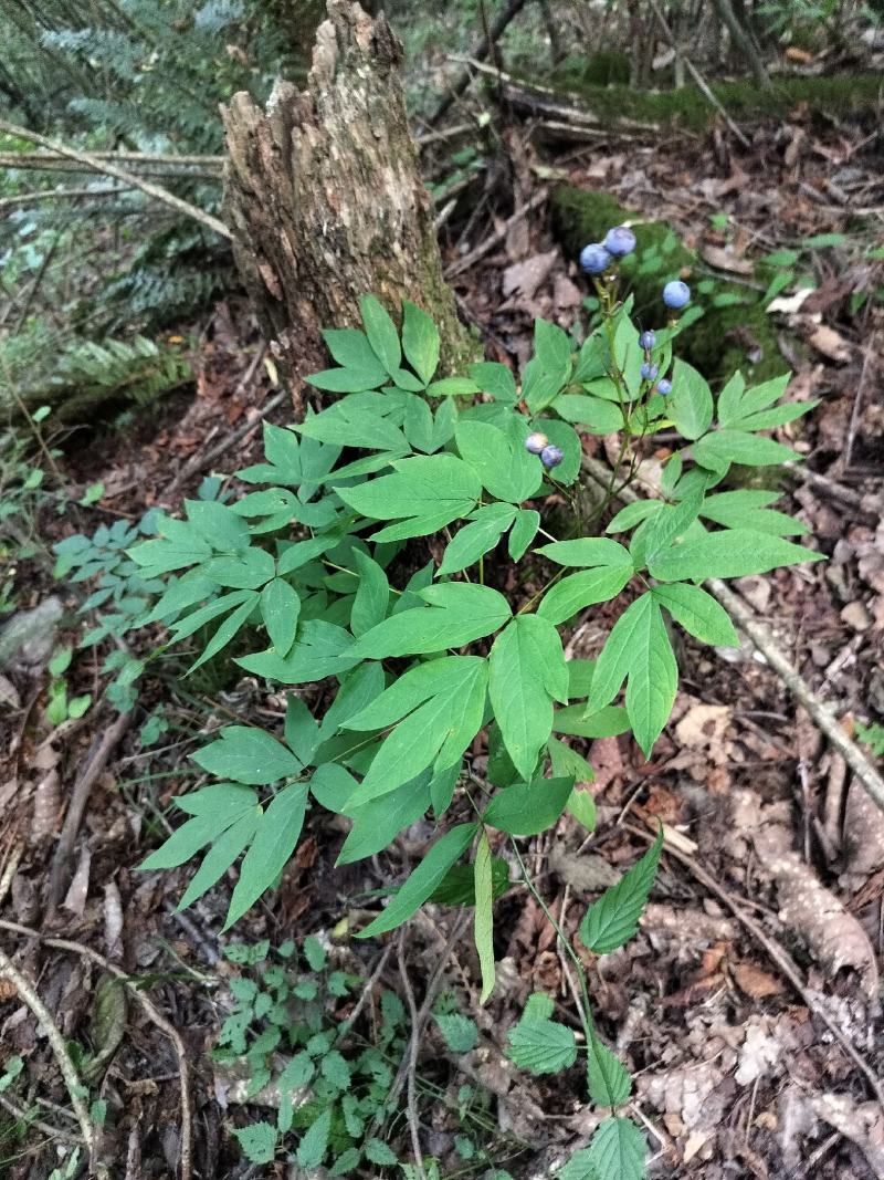 野生红毛七红毛三七鸡骨升麻大山野生鲜货干货