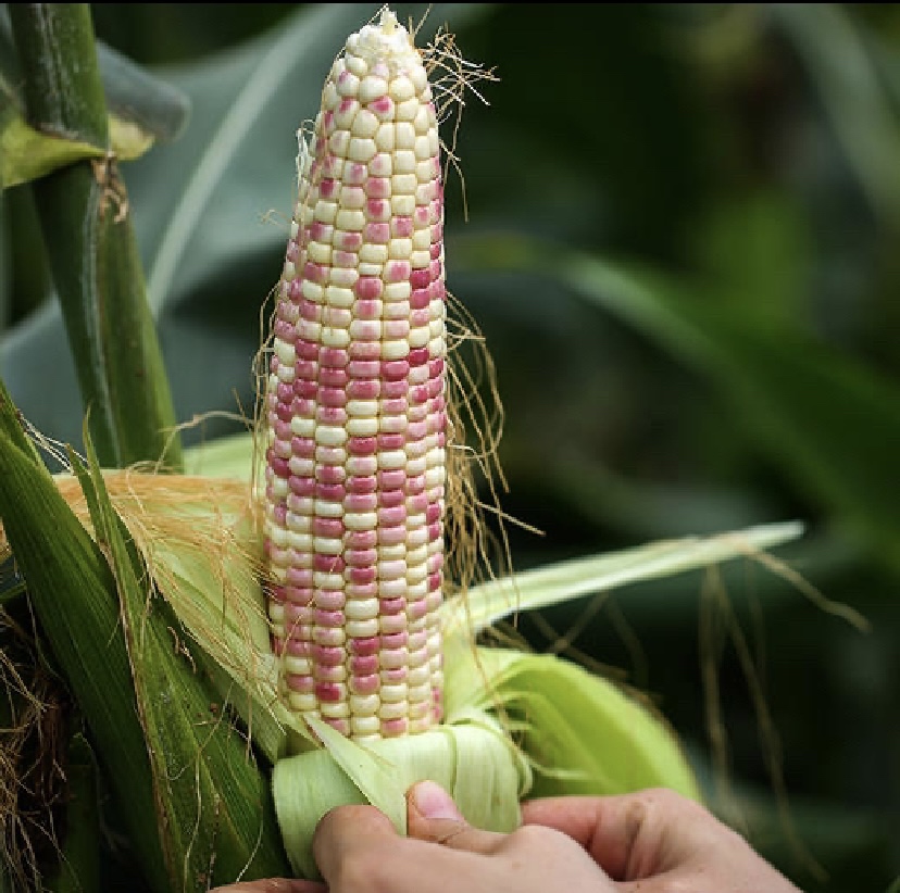 一穗彩色玉米,展现出红、黄、紫等多种颜色交错的自然外观 彩色玉米展示图