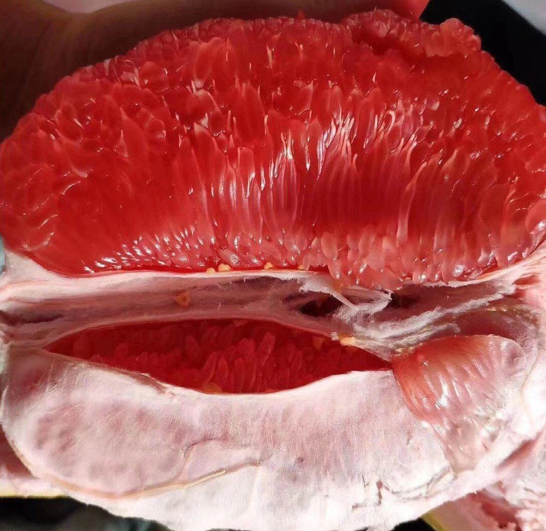 平和葡萄柚果肉特写,粉红色果肉,汁水丰富 平和葡萄柚果肉特写