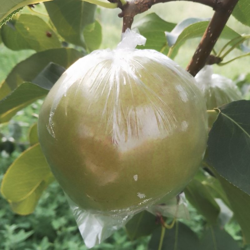 山西玉露香梨一件代发包邮一手货保质保量视频看货