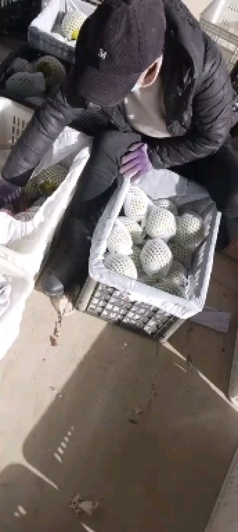 山西玉露香梨一件代发包邮一手货保质保量视频看货