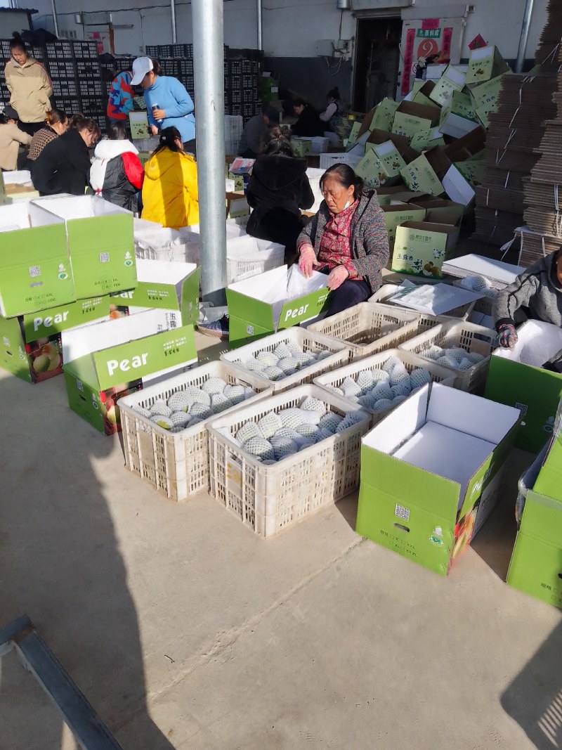 山西玉露香梨一件代发包邮一手货保质保量视频看货