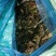 青储玉米杆方包