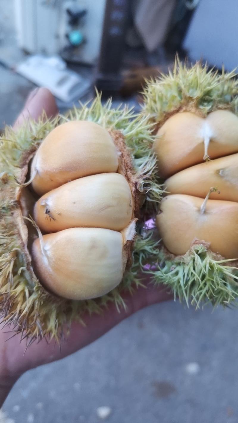 板栗刺球现货