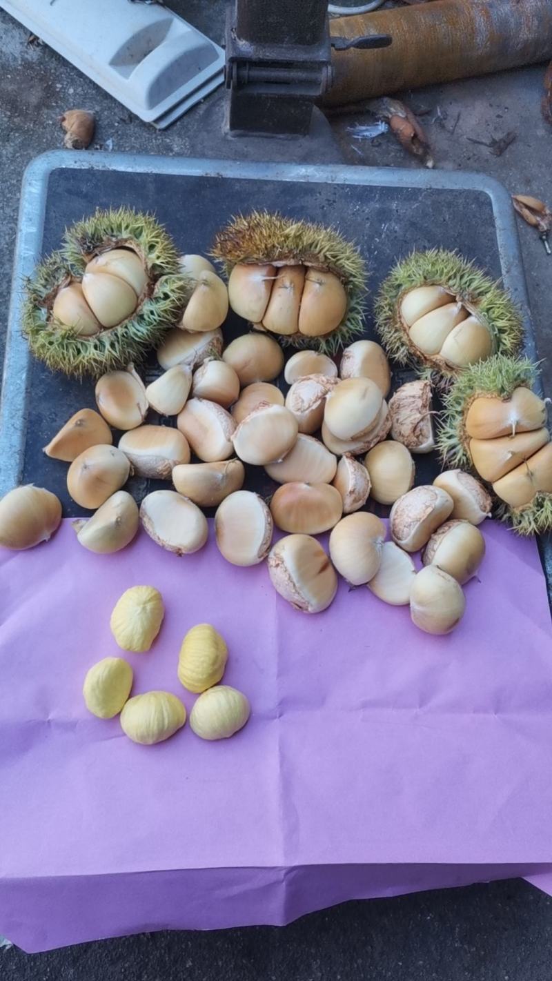 板栗刺球现货