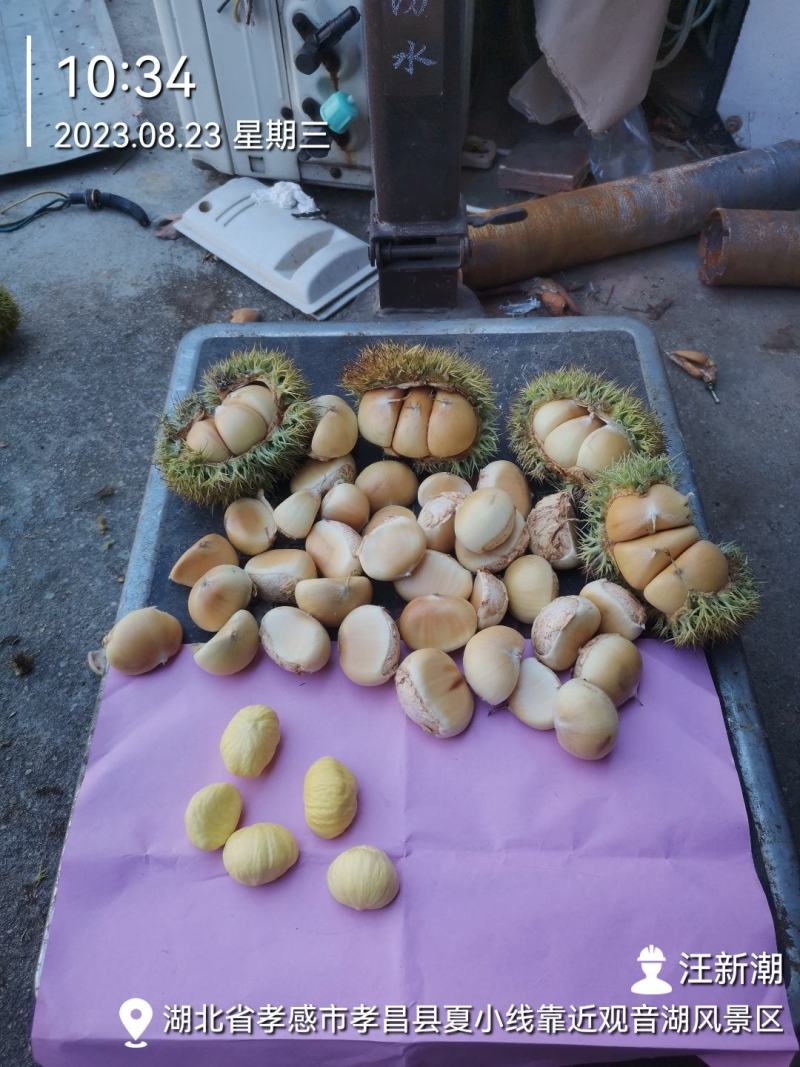 板栗刺球现货