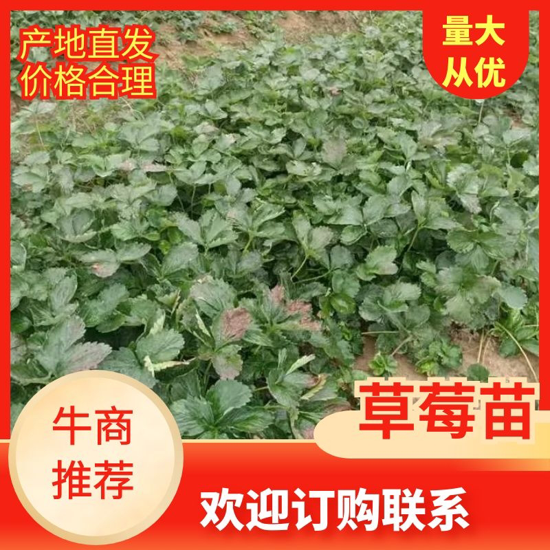 【精选】大叶红颜苗大量上市产地直销保质保量欢迎订购