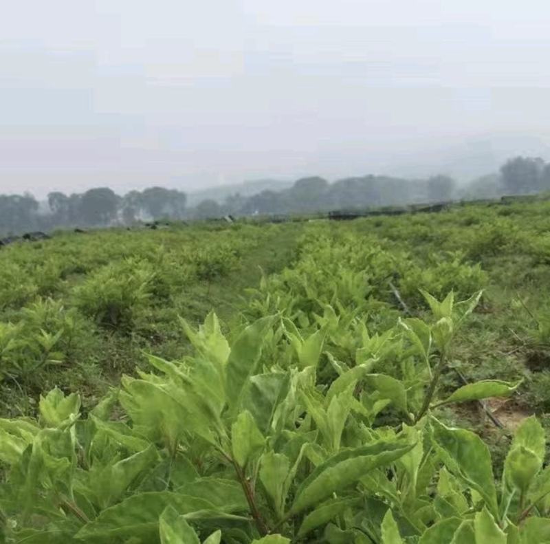 江西平卧菊三七，价格优惠，品质保障，产地直发，一手货源