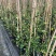 风车茉莉基地直供一手货源品质保证诚信经营欢迎采购