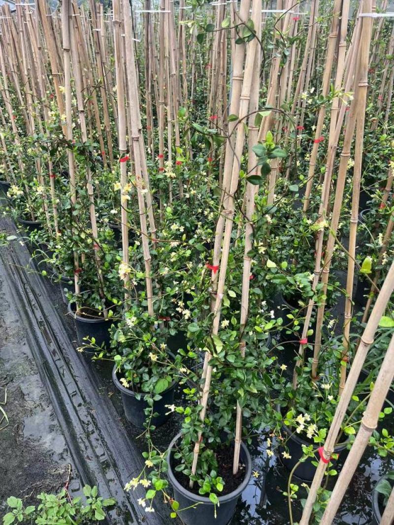 风车茉莉基地直供一手货源品质保证诚信经营欢迎采购