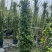 风车茉莉基地直供一手货源品质保证诚信经营欢迎采购