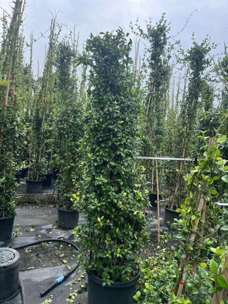 风车茉莉基地直供一手货源品质保证诚信经营欢迎采购