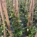 风车茉莉基地直供一手货源品质保证诚信经营欢迎采购