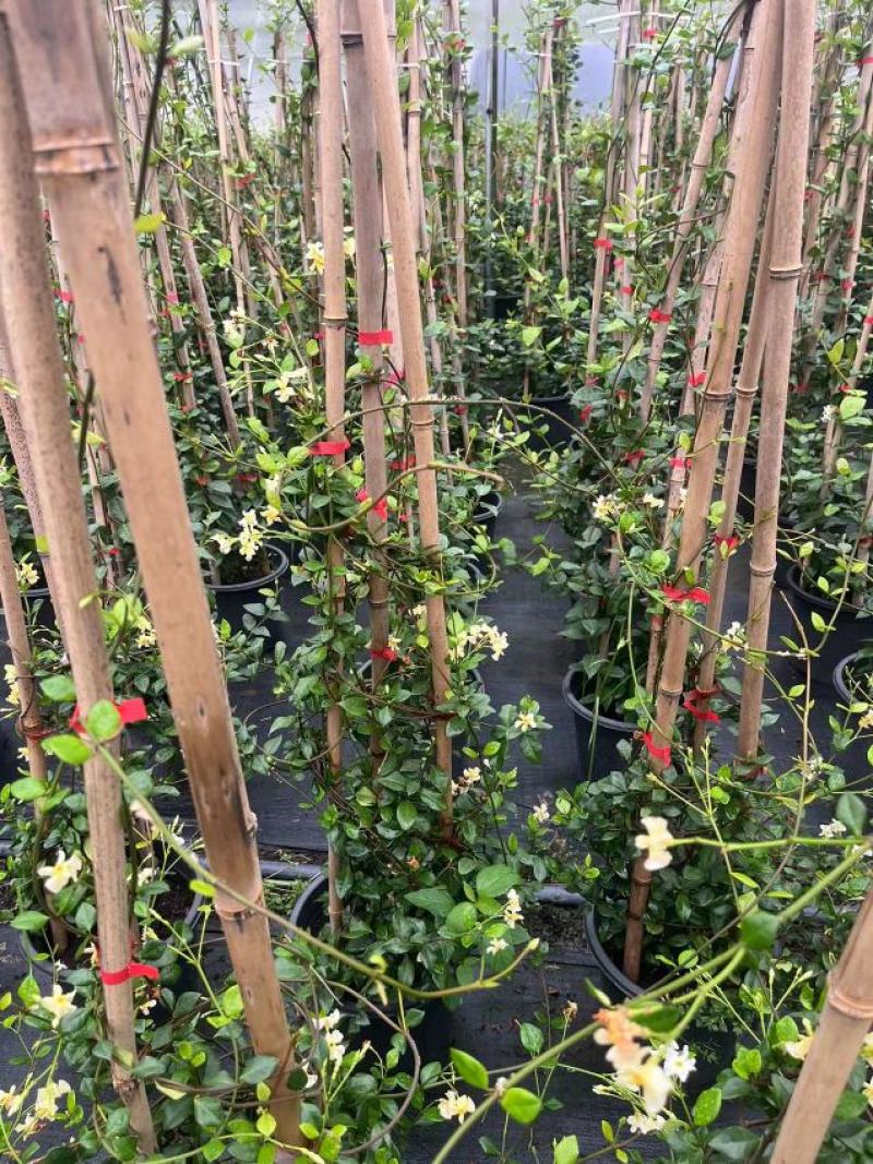 风车茉莉基地直供一手货源品质保证诚信经营欢迎采购