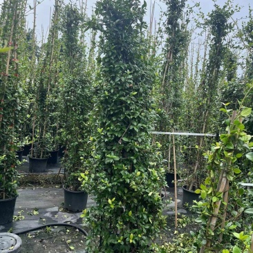 风车茉莉基地直供一手货源品质保证诚信经营欢迎采购