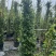 风车茉莉基地直供一手货源品质保证诚信经营欢迎采购