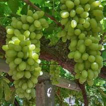 提供果汁厂的新疆无核白葡萄，欢迎各厂家老板采购，价格
