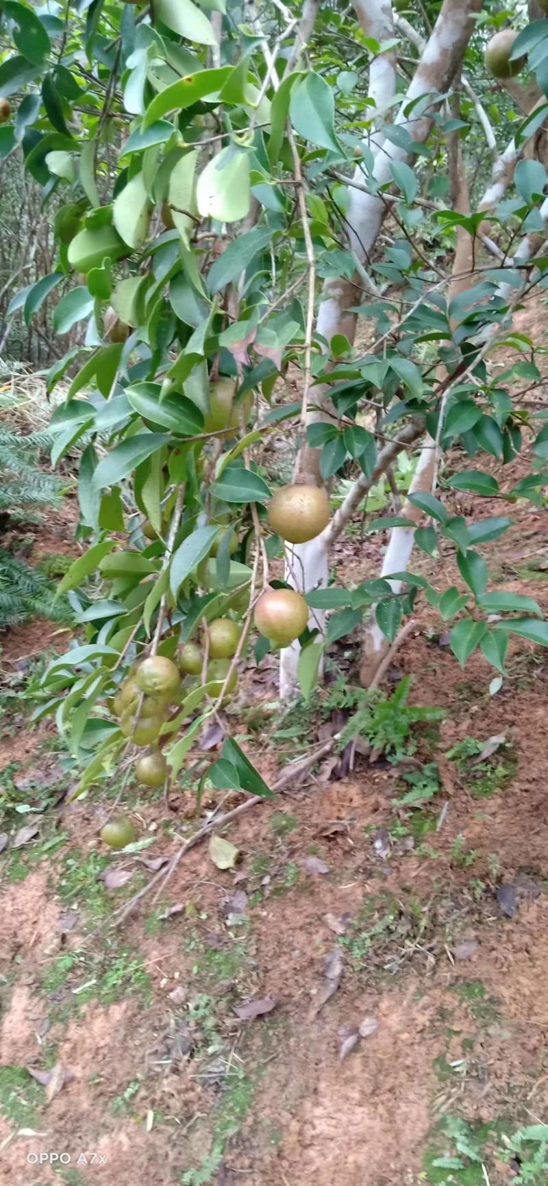 原生态山茶籽、山茶油大量供应