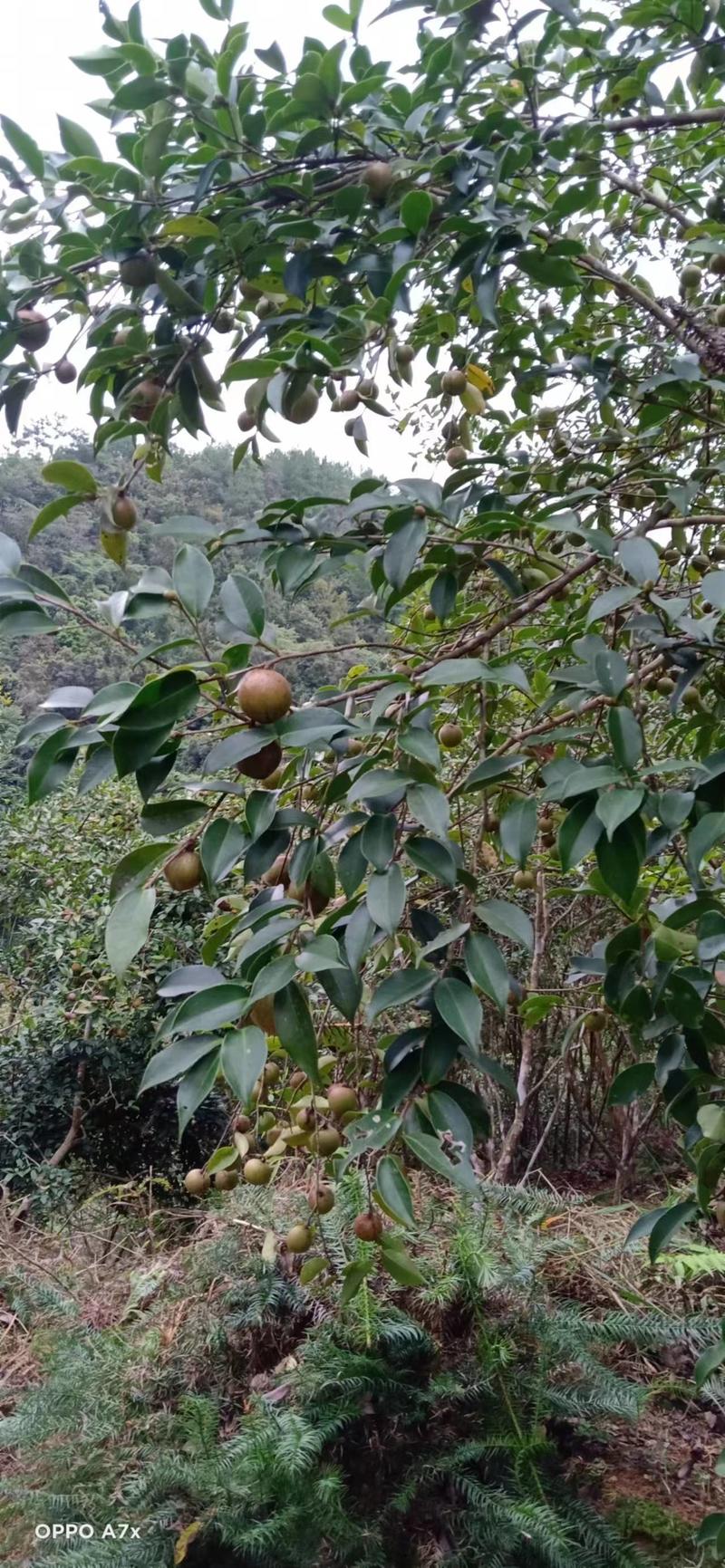 原生态山茶籽、山茶油大量供应