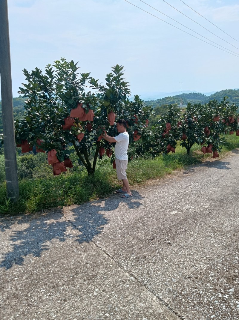 广丰马家柚基地直发现货欢迎限购一件代发