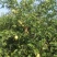 新鲜酥梨成熟期，味道鲜美，皮薄多汁。