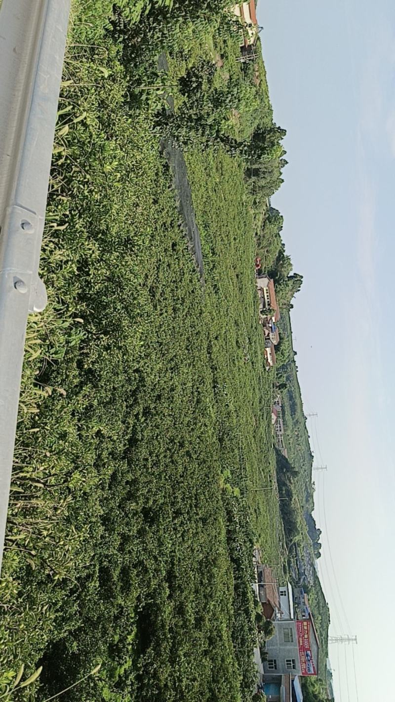 四川资阳特早密桔一手货源品质保证量大从优