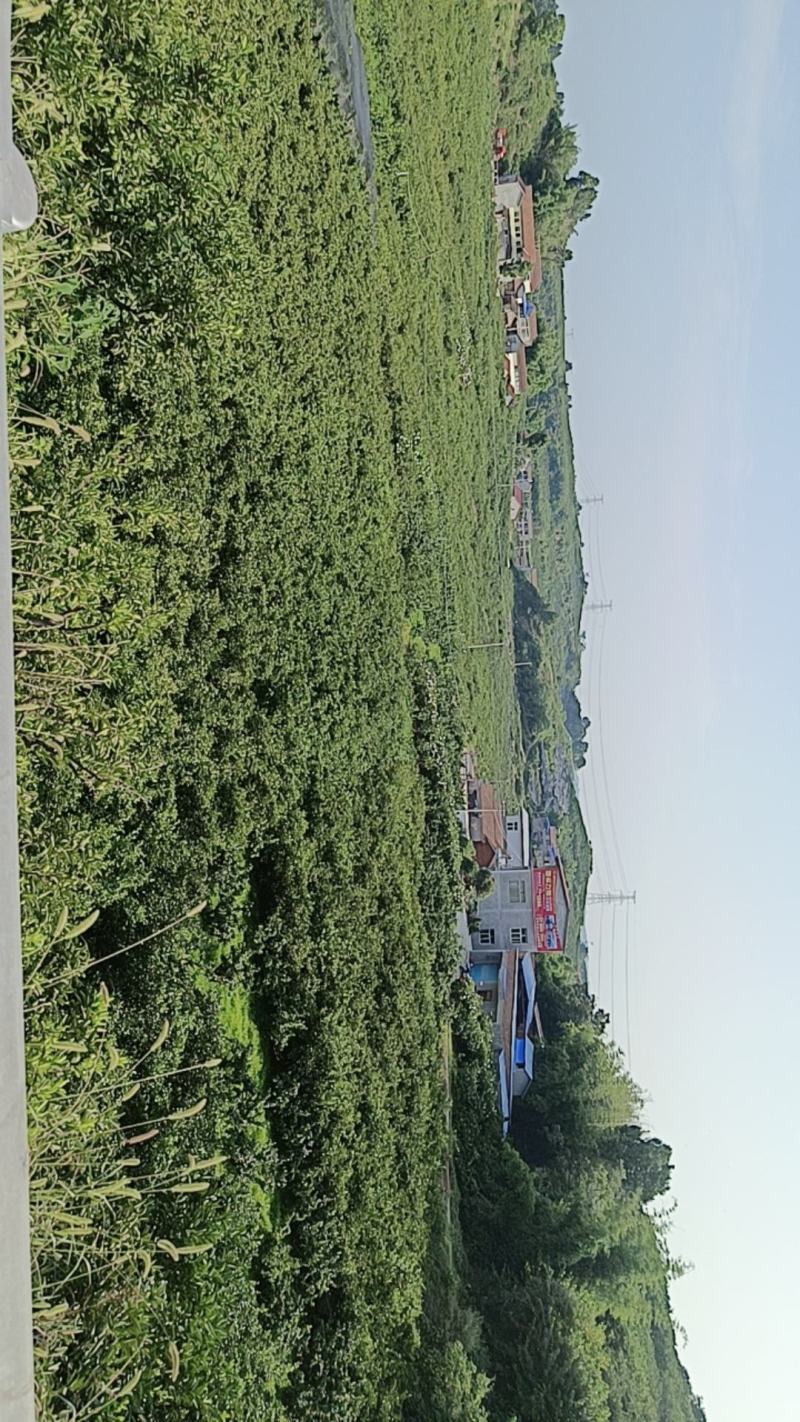 四川资阳特早密桔一手货源品质保证量大从优