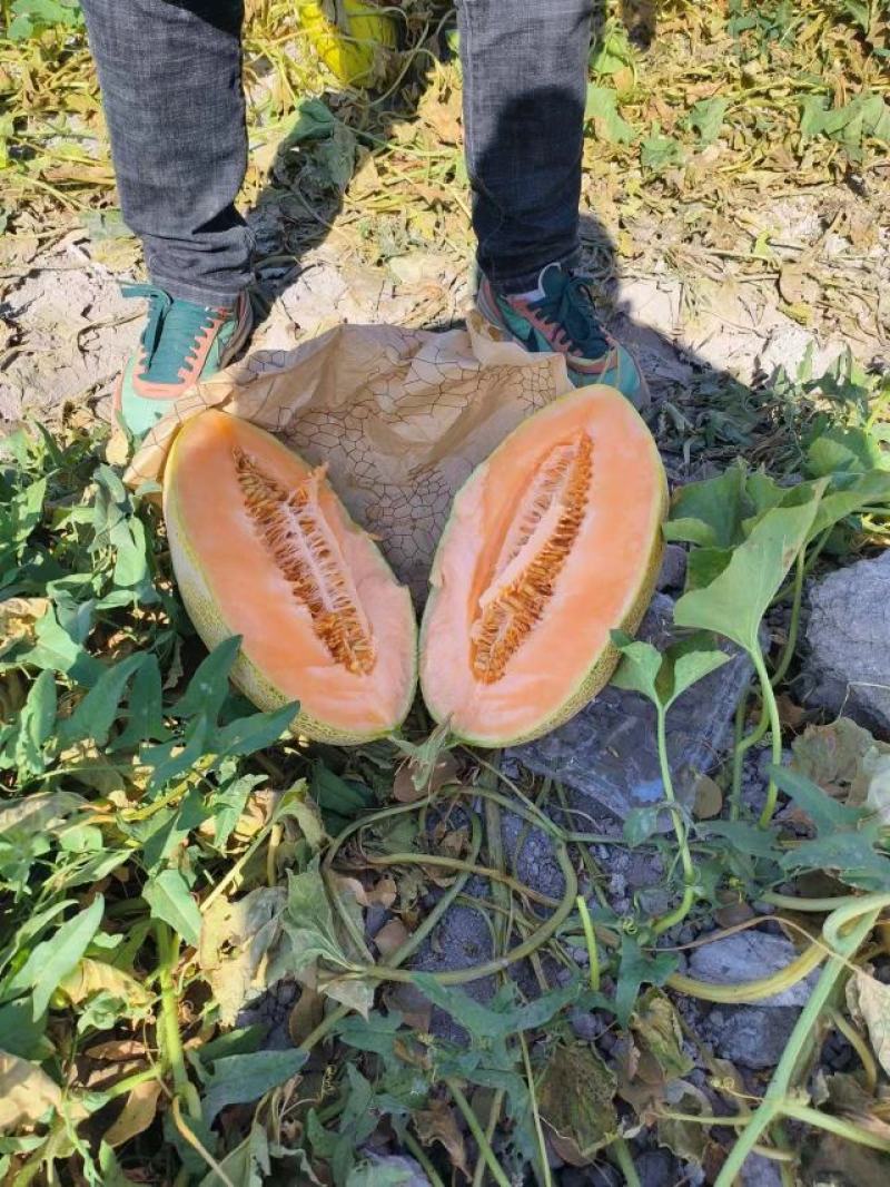 新疆八六王量大从优，有需要的可以联系